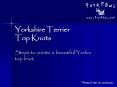Yorkshire Terrier Top Knots PowerPoint PPT Presentation