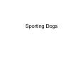 Sporting Dogs PowerPoint PPT Presentation