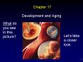 Development and Aging PowerPoint PPT Presentation