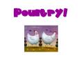 Poultry PowerPoint PPT Presentation
