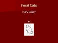 Feral Cats PowerPoint PPT Presentation