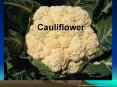 Cauliflower PowerPoint PPT Presentation