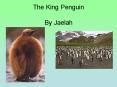 The King Penguin By Jaelah PowerPoint PPT Presentation