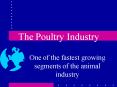 The Poultry Industry PowerPoint PPT Presentation
