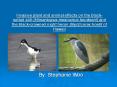 Invasive plant and animal effects on the black-netted stilt (Himantopus mexicanus knudseni) and the black-crowned night heron (Nycticorax hoatil of Hawaii PowerPoint PPT Presentation
