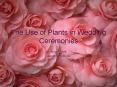 The Use of Plants in Wedding Ceremonies PowerPoint PPT Presentation
