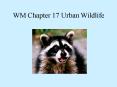 WM Chapter 17 Urban Wildlife PowerPoint PPT Presentation