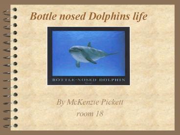 Bottle nosed Dolphins life