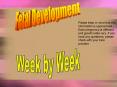 Fetal Development PowerPoint PPT Presentation