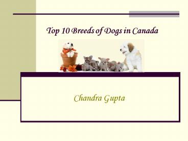 Top 10 Breeds of Dogs in Canada