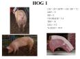 HOG 1 PowerPoint PPT Presentation