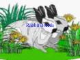 Rabbit Breeds PowerPoint PPT Presentation