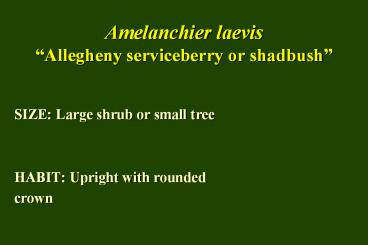 Amelanchier laevis 