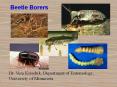 The beetles excavate brood galleries and lay eggs. ... in  PowerPoint PPT Presentation