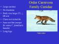 Order Carnivora Family Canidae PowerPoint PPT Presentation