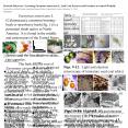 Pesticide Discovery: Screening Euonymus americana L. Seed Coat Extracts and Fractions to control Whi PowerPoint PPT Presentation