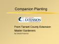 Companion Planting PowerPoint PPT Presentation