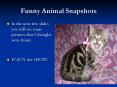 Funny Animal Snapshots PowerPoint PPT Presentation