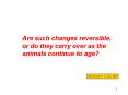 Are such changes reversible, or do they carry over as the animals continue to age PowerPoint PPT Presentation