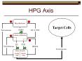 HPG Axis PowerPoint PPT Presentation