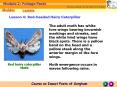 The adult moth has white fore wings bearing brownish markings and streaks, and the white hind wings PowerPoint PPT Presentation