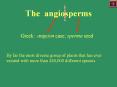 The angiosperms PowerPoint PPT Presentation