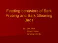 Feeding behaviors of Bark Probing and Bark Gleaning Birds PowerPoint PPT Presentation