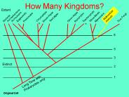 How Many Kingdoms