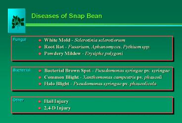 Diseases of Snap Bean
