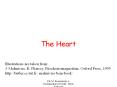 The Heart PowerPoint PPT Presentation