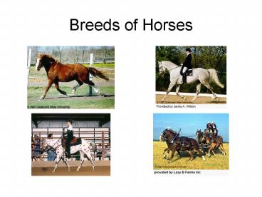 Breeds of Horses