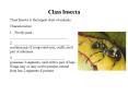 Class Insecta PowerPoint PPT Presentation