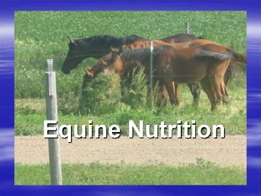 Equine Nutrition