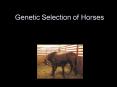 Genetic Selection of Horses PowerPoint PPT Presentation