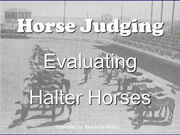Horse Judging
