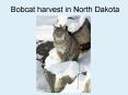 Bobcat harvest in North Dakota PowerPoint PPT Presentation