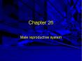 Male reproductive system PowerPoint PPT Presentation