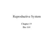 Reproductive System