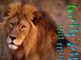 African Lion PowerPoint PPT Presentation