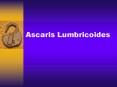 Ascaris Lumbricoides PowerPoint PPT Presentation