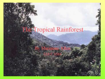 The Tropical Rainforest