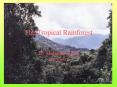 The Tropical Rainforest PowerPoint PPT Presentation
