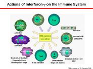 Actions of Interferong on the Immune System
