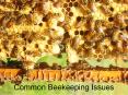Common Beekeeping Issues PowerPoint PPT Presentation