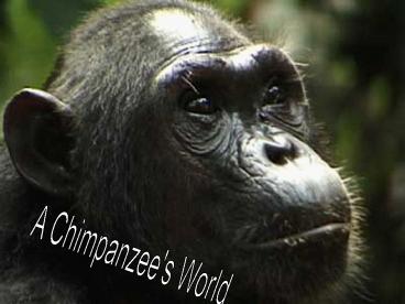 A Chimpanzee's World