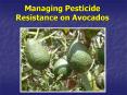 Managing Pesticide Resistance on Avocados PowerPoint PPT Presentation