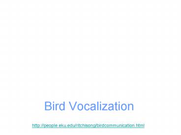 Bird Vocalization