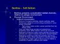Benthos Soft Bottom PowerPoint PPT Presentation