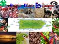 Puerto Rico Exchange PowerPoint PPT Presentation