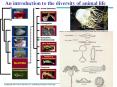 An introduction to the diversity of animal life PowerPoint PPT Presentation